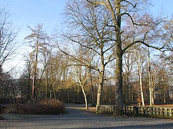 Rund 30 Bäume im Schlosspark sind marode und müssen  beseitigt werden. Foto: Veronika Schadeck