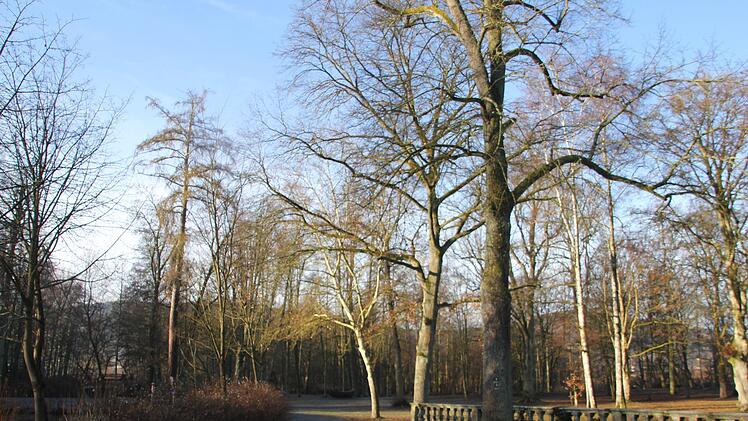 Rund 30 Bäume im Schlosspark sind marode und müssen  beseitigt werden. Foto: Veronika Schadeck