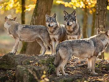 Würzburg: Wölfin abgeschossen - mehrere Strafanzeigen gestellt