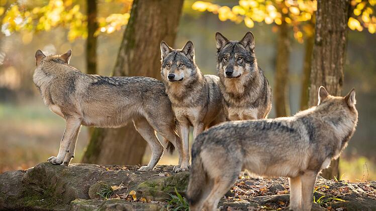 Würzburg: Wölfin abgeschossen - mehrere Strafanzeigen gestellt