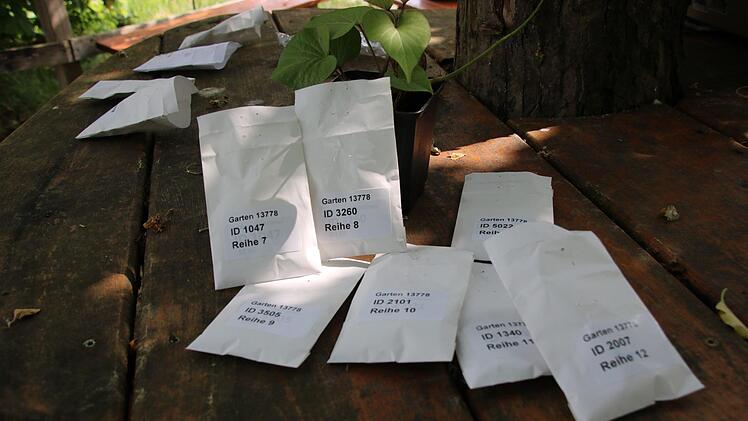 Sojabohnenexperiment der Mainleuser Schüler Foto: Dagmar Besand