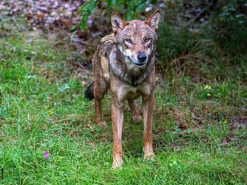 Junger Wolf