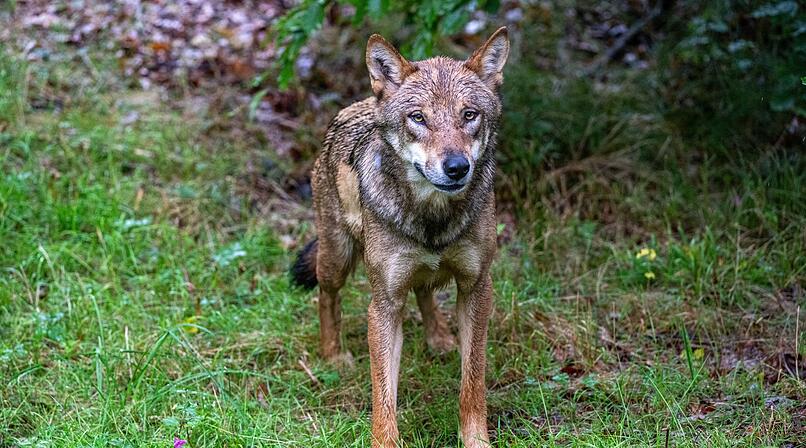 Genproben beweisen: Wölfe töteten und verletzten mehrere Tiere in Unterfranken