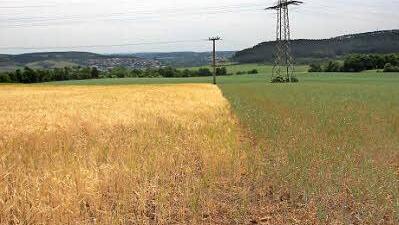 Das erste Getreide wird schon gelb - viel früher als normalerweise üblich. Der Wassermangel ist deutlich sichtbar.