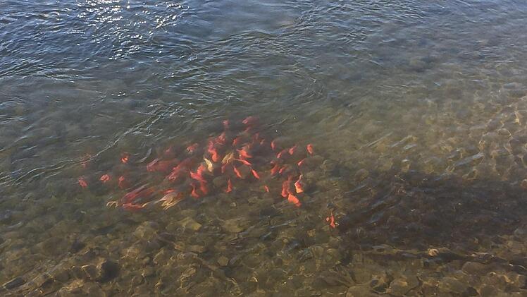 Spaziergänger staunten nicht schlecht, als sie am Montagnachmittag goldig-schimmernde Fische in der Unteren Steinach entdeckten. Die Vermutung: Jemand hat "überschüssige" Goldfische ausgesetzt. Fotos: privat