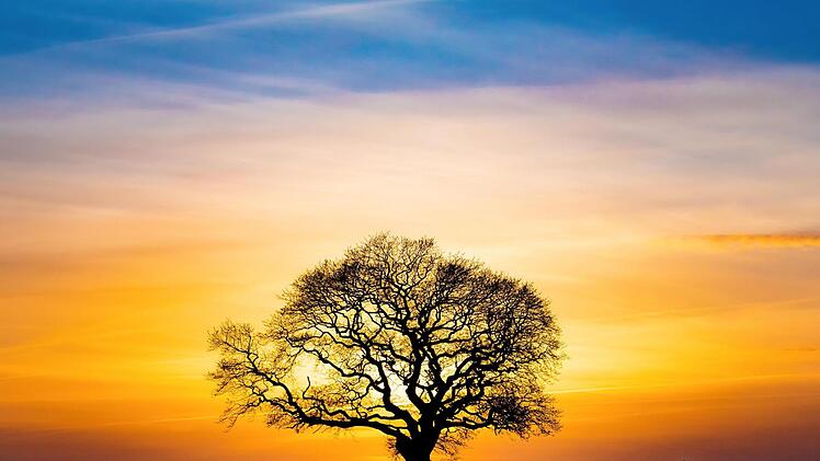 3. Preis "Planet Erde - Schützenswertes": Matthias Hargens, Kasendorf, für "Baum im Sonnenuntergang".