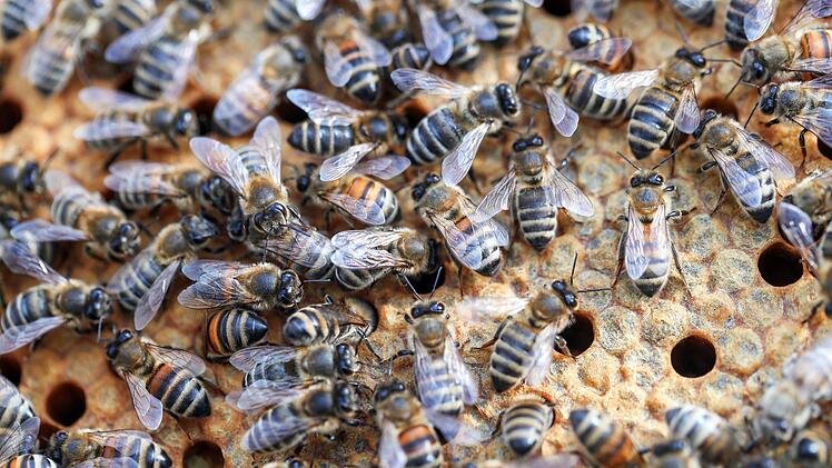 Ein ganzes Bienenvolk ist im Landkreis Kronach getötet worden, als Unbekannte die Nistkästen verstopften. Die Polizei bittet um Hinweise.  Foto: Jens Büttner/ZB/dpa