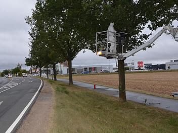 Schutzanzug ist Pflicht: Die Gespinste des Eichenprozessionsspinners entlang der Kreisstraße zwischen Beutelsdorf und Herzogenaurach werden beseitigt.