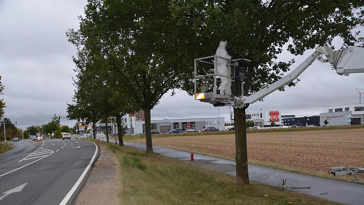 Schutzanzug ist Pflicht: Die Gespinste des Eichenprozessionsspinners entlang der Kreisstraße zwischen Beutelsdorf und Herzogenaurach werden beseitigt.