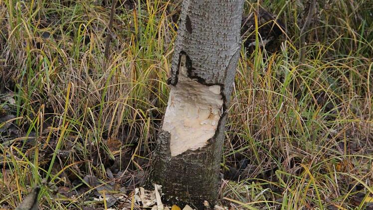 Foto: Simone Bastian