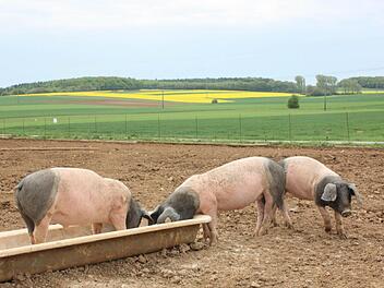 Solche Freilandschweine sind im Landkreis selten zu sehen.  Foto: Robert Huger