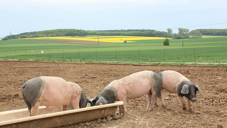 Solche Freilandschweine sind im Landkreis selten zu sehen.  Foto: Robert Huger