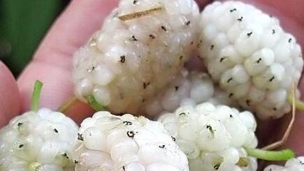 Weiße Maulbeeren  Foto: Thomas Needer