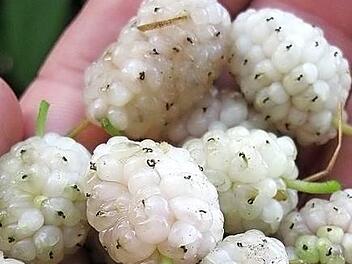 Wei&szlig;e Maulbeeren  Foto: Thomas Needer