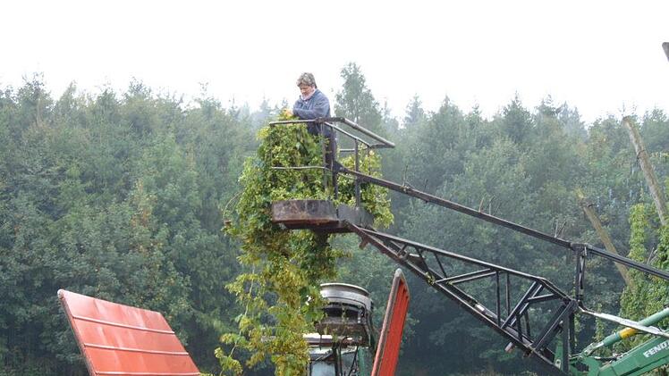 Helfer Ala wirft den ersten Hopfen auf den Wagen. Foto: Petra Malbrich