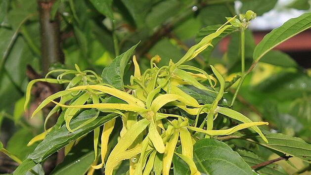 Ylang-Ylang hat einen sehr intensiven Duft.