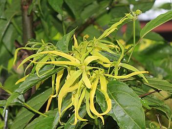 Ylang-Ylang hat einen sehr intensiven Duft.
