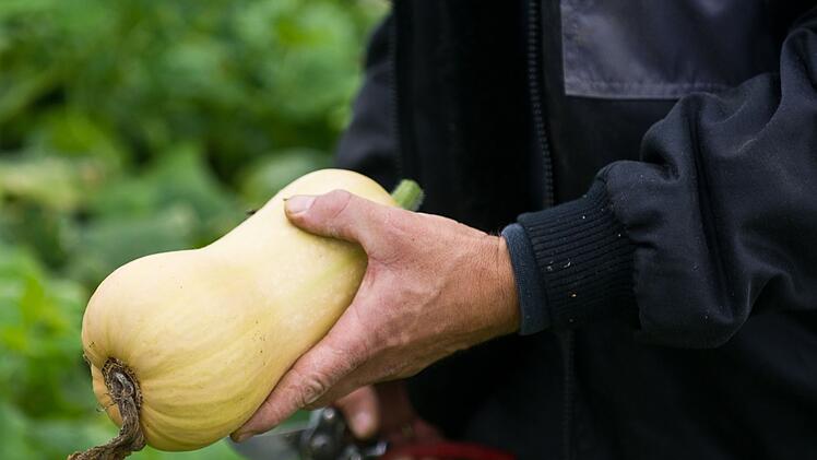 Populärer Pumpkin: Der kolossale Kürbis-Boom