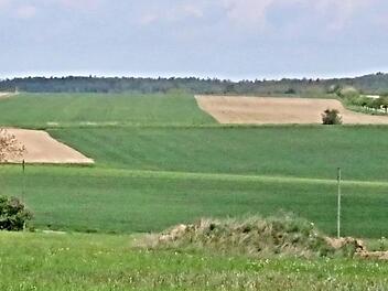 Links des "Panoramaweges" (Baumreihe am rechten Bildrand) soll der Solarpark entstehen. Das Foto entstand an der Verbindungsstraße Eyrichshof-Kurzewind. Links ist ein Anwesen in Kurzewind zu erkennen.  Foto: Helmut Will