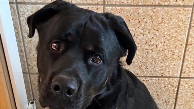 Tierheim Bamberg: "Riesenbaby" Balu nach Verlust in gro&szlig;er Trauer