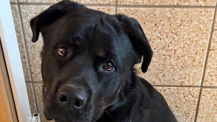Tierheim Bamberg: "Riesenbaby" Balu trauert nach großem Verlust