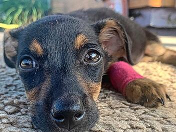 sia foto joan walther (6)