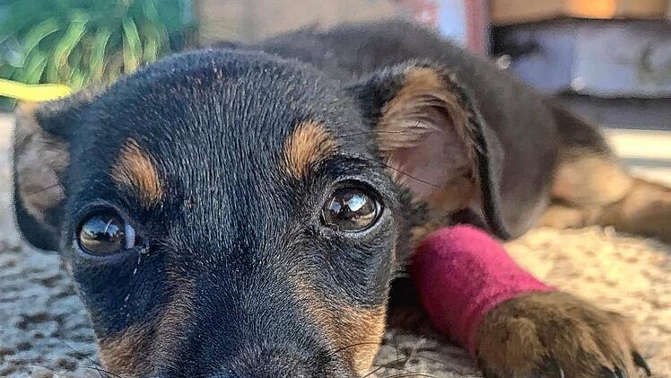 sia foto joan walther (6)