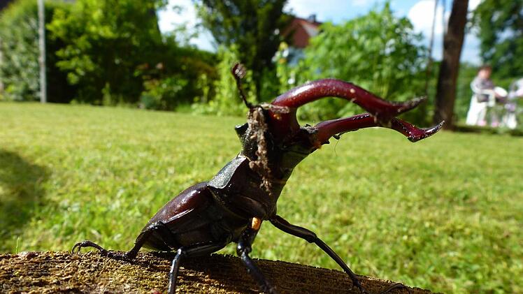 Der Hirschkäfer im Garten von Claudia Hupfer in Bug.