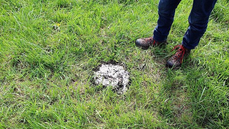 Kuhdung bietet vielen verschiedenen Fliegenarten Nährboden und Eiablagemöglichkeiten.  Foto: Julia Raab