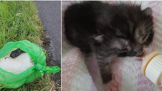 Die &uuml;berlebende Katze wird nun aufgep&auml;ppelt und umsorgt.           Foto: Tierheim Fulda-H&uuml;nfeld