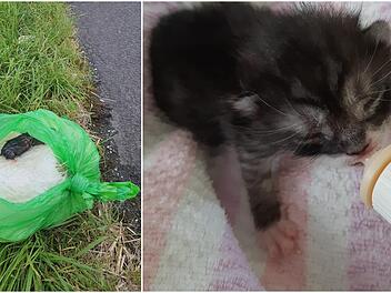 Die überlebende Katze wird nun aufgepäppelt und umsorgt.           Foto: Tierheim Fulda-Hünfeld