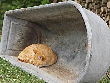 Damit Fundtiere vor allem im Winter nicht wie diese Katze hier übernachten müssen, können sie von den Gemeinden im neu zu errichtenden Tierheim abgegeben werden. Ein Euro pro Jahr und Einwohner sind von den Kommunen dafür zu entrichten.  Foto: Helmut Will