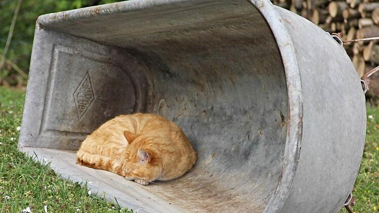 Damit Fundtiere vor allem im Winter nicht wie diese Katze hier übernachten müssen, können sie von den Gemeinden im neu zu errichtenden Tierheim abgegeben werden. Ein Euro pro Jahr und Einwohner sind von den Kommunen dafür zu entrichten.  Foto: Helmut Will