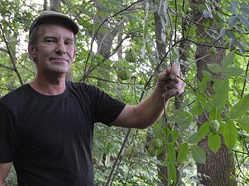 Michael Volkmar ist fasziniert von der Pimpernuss. Die Rarität hat der gelernte Landschaftsgärtner in Kulmbach an zwei Standorten entdeckt: auf der Plassenburg und am Rehberg. Foto: Dagmar Besand