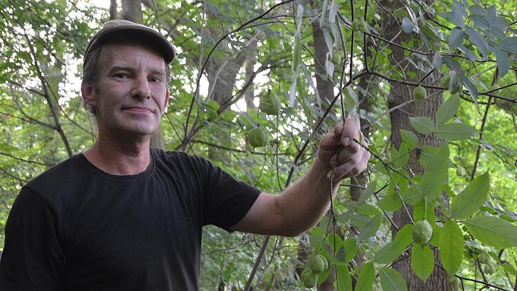 Michael Volkmar ist fasziniert von der Pimpernuss. Die Rarität hat der gelernte Landschaftsgärtner in Kulmbach an zwei Standorten entdeckt: auf der Plassenburg und am Rehberg. Foto: Dagmar Besand
