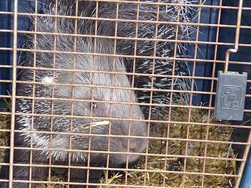 Das ausgebüxte Stachelschwein in MittelsteinachFoto: Walter Hanslok