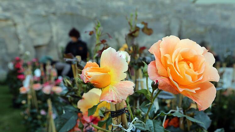 Edle Rosen in H&uuml;lle und F&uuml;lle werden auf der Festung zu sehen und zu kaufen sein.  Foto: Archiv/Matthias Hoch