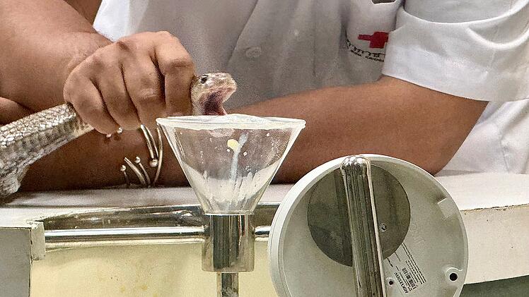 Schlangenfarm in Bangkok zur Herstellung von Antiserum