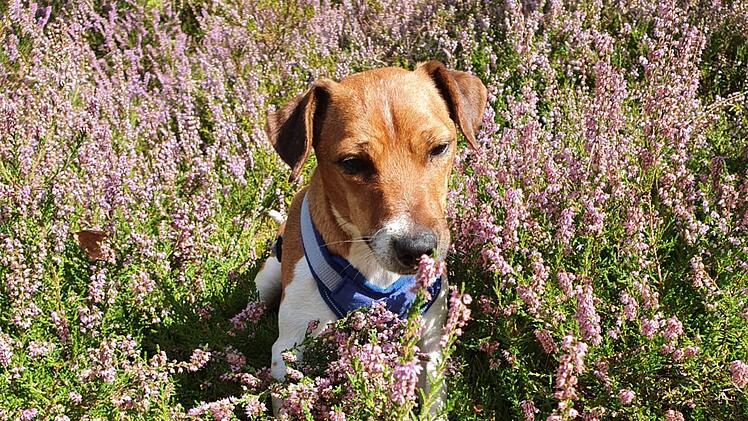 Tierheim Nürnberg: Hund Goofy wartet schon fast ein Jahr - hat "ein paar Besonderheiten"