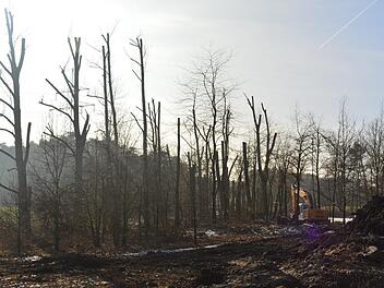 Der Sauweiher bei Forchheim soll wieder schön gemacht werden. Foto: Ronald Heck