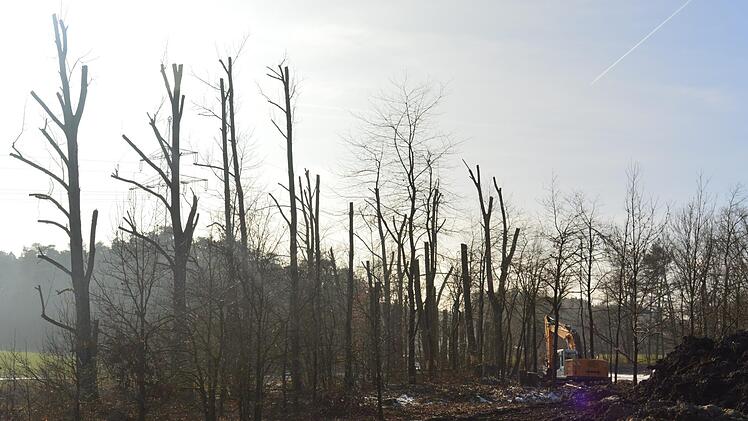 Der Sauweiher bei Forchheim soll wieder schön gemacht werden. Foto: Ronald Heck