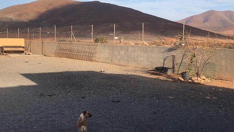 Auf der Finca von "Streunerliebe" haben die Hunde viel Platz um sich auszutoben.   Foto: privat