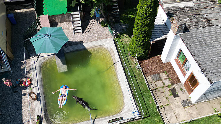 Alligator-Dame Frau Meyer im Gartenpool