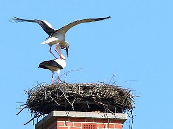 Die Paarungszeit ist eigentlich (fast) schon vorbei: Wie hier in Bad Rodach sind die Störche im Coburger Land kräftig dabei, für Nachwuchs zu sorgen. Gespannt sind die Vogelschützer, wie viele Jungvögel es nach dem Rekordjahr 2015 heuer werden. Foto: Hans-Peter Schönecker
