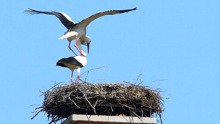 Die Paarungszeit ist eigentlich (fast) schon vorbei: Wie hier in Bad Rodach sind die Störche im Coburger Land kräftig dabei, für Nachwuchs zu sorgen. Gespannt sind die Vogelschützer, wie viele Jungvögel es nach dem Rekordjahr 2015 heuer werden. Foto: Hans-Peter Schönecker