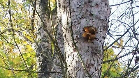 LIn diesem alten Bergahorn nisten Spechte und finden Fledermäuse Unterschlupf. Er steht an der Auffahrt zur Veste. Fotos: Simone Bastian (2), AELF