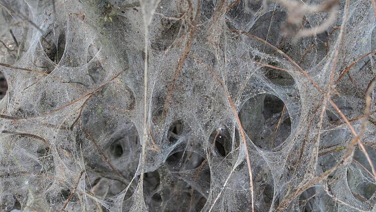Das Raupengespinst eines EichenprozessionsspinnersFoto: Boris Roessler/dpa