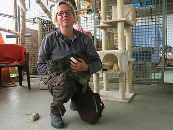 Die Leiterin des Tierheims Lichtenfels, Sandra Schunk, sorgt sich um das Wohl der Katzen. Foto: Bettina Dirauf
