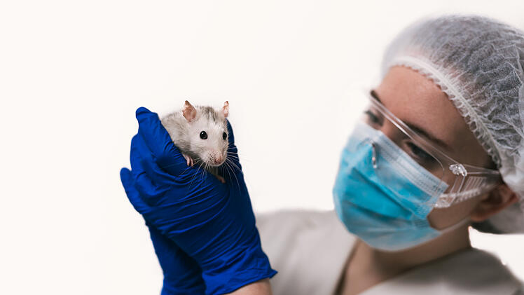 Tierversuch, Forschung, Wissenschaft, Labor, Labormaus