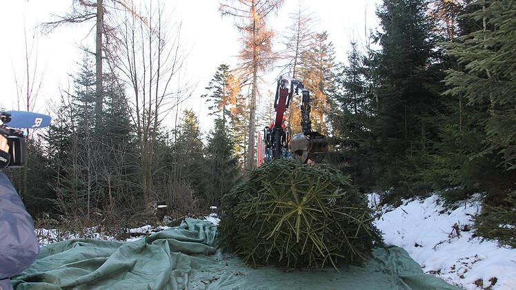 Der Baum wird "behutsam" gefällt.Veronika Schadeck